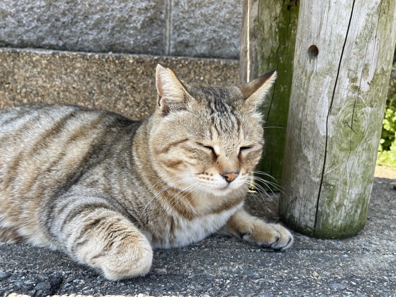 ainoshima-cat
