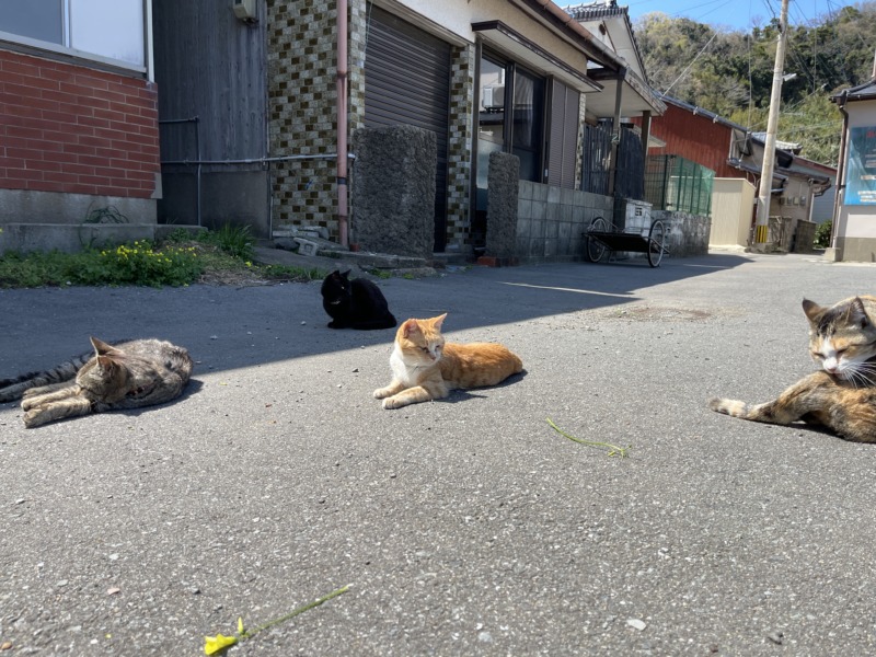 相島のネコ