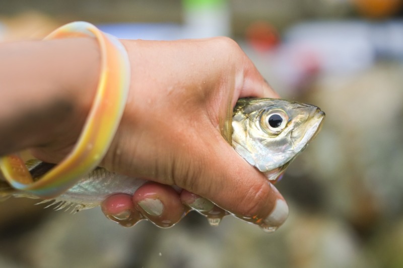 魚にさわる