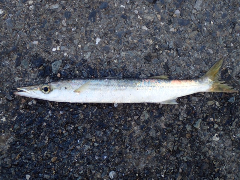泳がせ釣りに最適な時期 エサの魚おすすめ6選 エサの付け方も解説