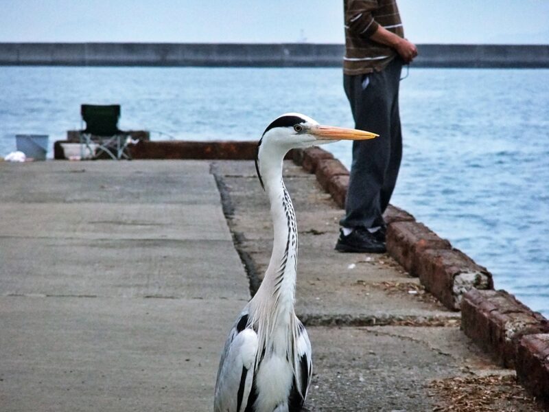 釣り場の観察と鳥