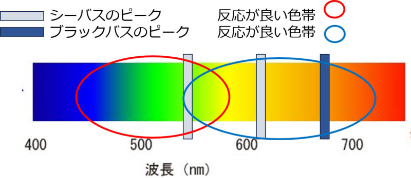 シーバスとブラックバスの可視光線