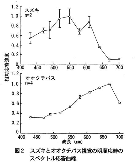 スズキとオオクチバス視覚の明順応時のスペクトル応答曲線