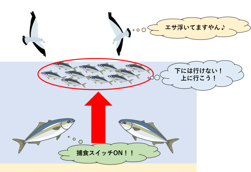 ナブラと鳥山の関係