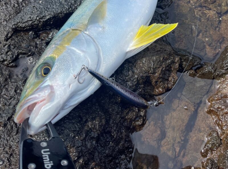 umiboze-fish-grip-hiramasa