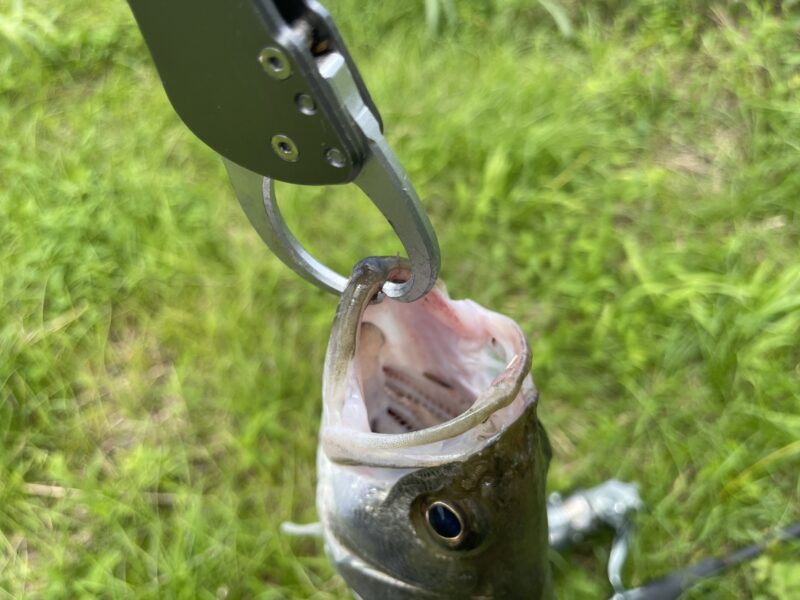 umiboze-fishgrip-seabass