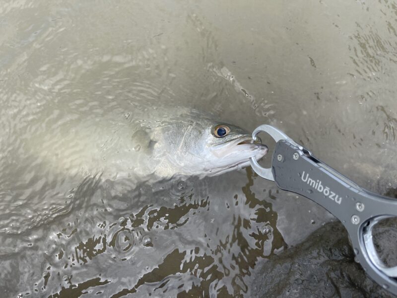 umiboze-fishgrip-ariake-seabass